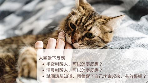 幼貓一直叫要理他嗎|貓一直叫時不要理他，就可以解決問題了嗎？6個常見。